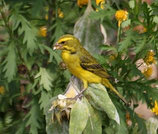 Brimstonekanarienvogel, Serinus sulphuratus sharpii, Brimstone Canary
